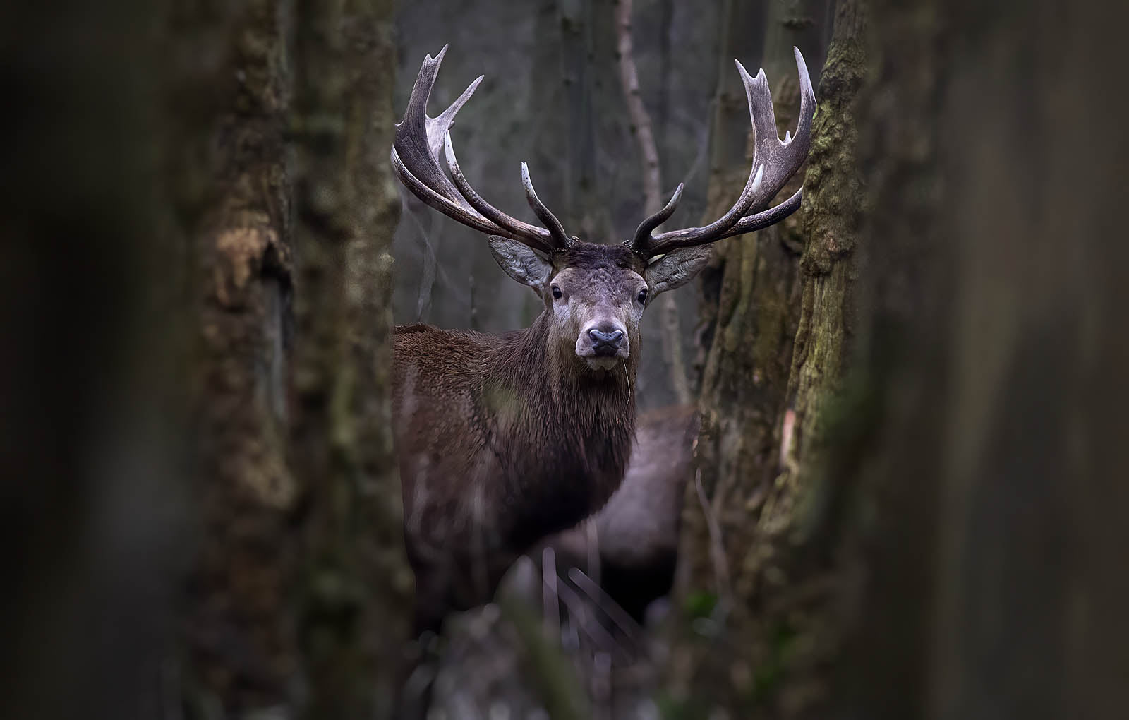 Red Deer Canvas Print – Dark Forest Stag Art