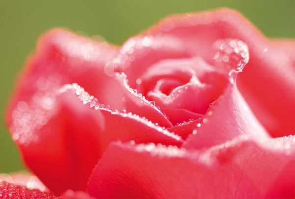 Crimson Dew Rose Wall Art – Romantic Floral Fine Art Print