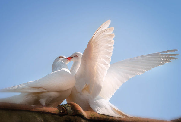 Romantic Doves Print - Bedroom Wall Art