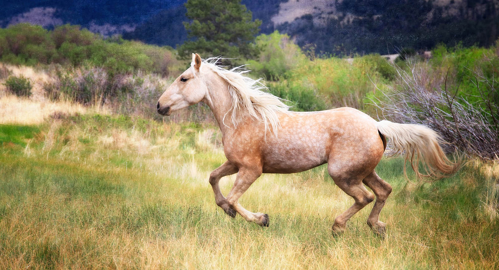 Golden Palomino in Motion Wall Art – Running Horse Meadow Landscape Print