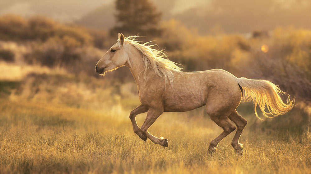 A light tan horse with a flowing cream mane and tail gallops across a golden grassy field during warm golden hour, with blurred trees and hills in the background.
