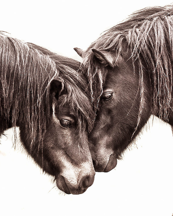 Shetland Pony Pair Wall Art – Intimate Black and White Horse Portrait Print