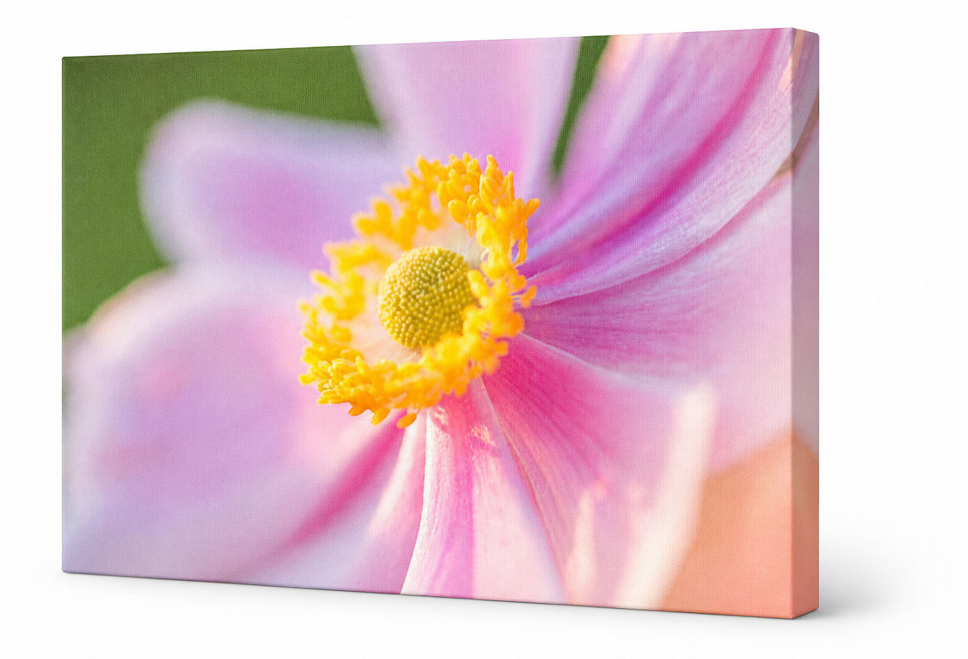 soft pink cosmos flower canvas print