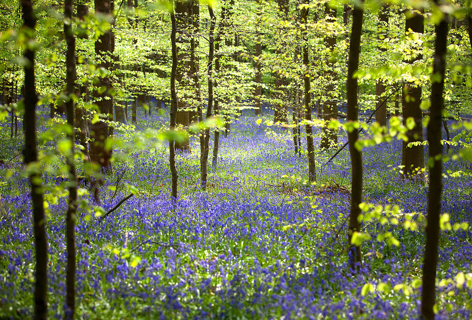 Sunlit Bluebell Woodland Wall Art – Lush Spring Forest Wildflowers