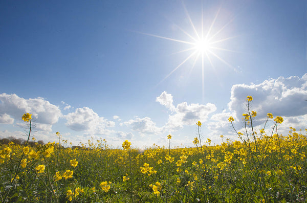 Summer Meadow Wall Art – Canvas Print / Fine Art Print