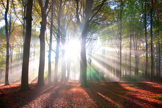 Sunburst Forest Wall Art – Radiant Morning Light Through Woodland Trees