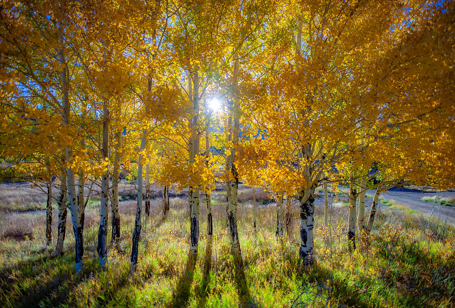Golden Aspen Grove Wall Art – Sunlit Autumn Trees in Mountain Meadow