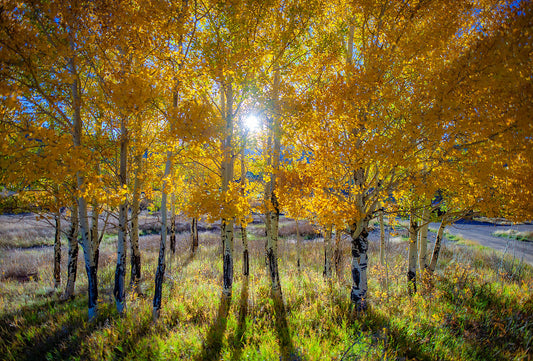 Golden Aspen Grove Wall Art – Sunlit Autumn Trees in Mountain Meadow