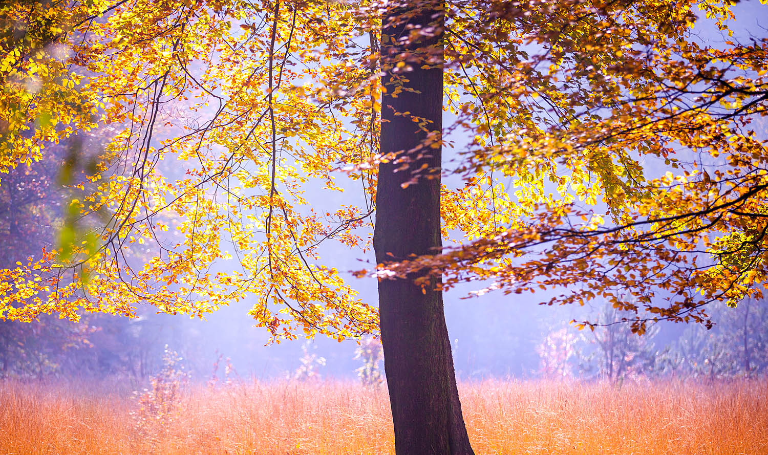 Autumn Lightfall Wall Art – Golden Leaves in Soft Morning Sun