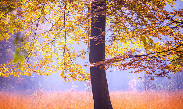 Autumn Lightfall Wall Art – Golden Leaves in Soft Morning Sun