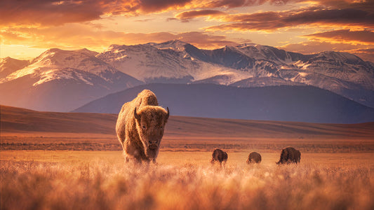 A scenic landscape print showing a herd of bison in a golden grassy plain with snow-capped mountains and a dramatic orange sunset sky.