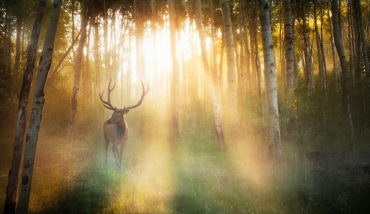 Sunlit Deer Wall Art – Golden Forest Wildlife Photography Print