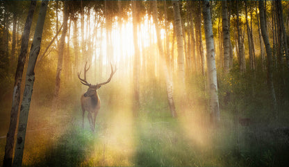 Sunlit Deer Wall Art – Golden Forest Wildlife Photography Print