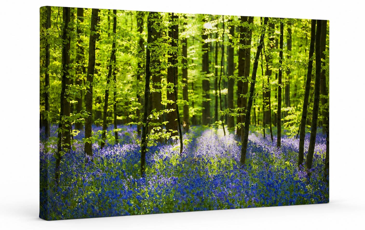 A rectangular wall art canvas or print showing a sunlit forest floor covered in bluebells, with tall dark tree trunks and bright green-yellow foliage overhead, photographed against a plain white background.