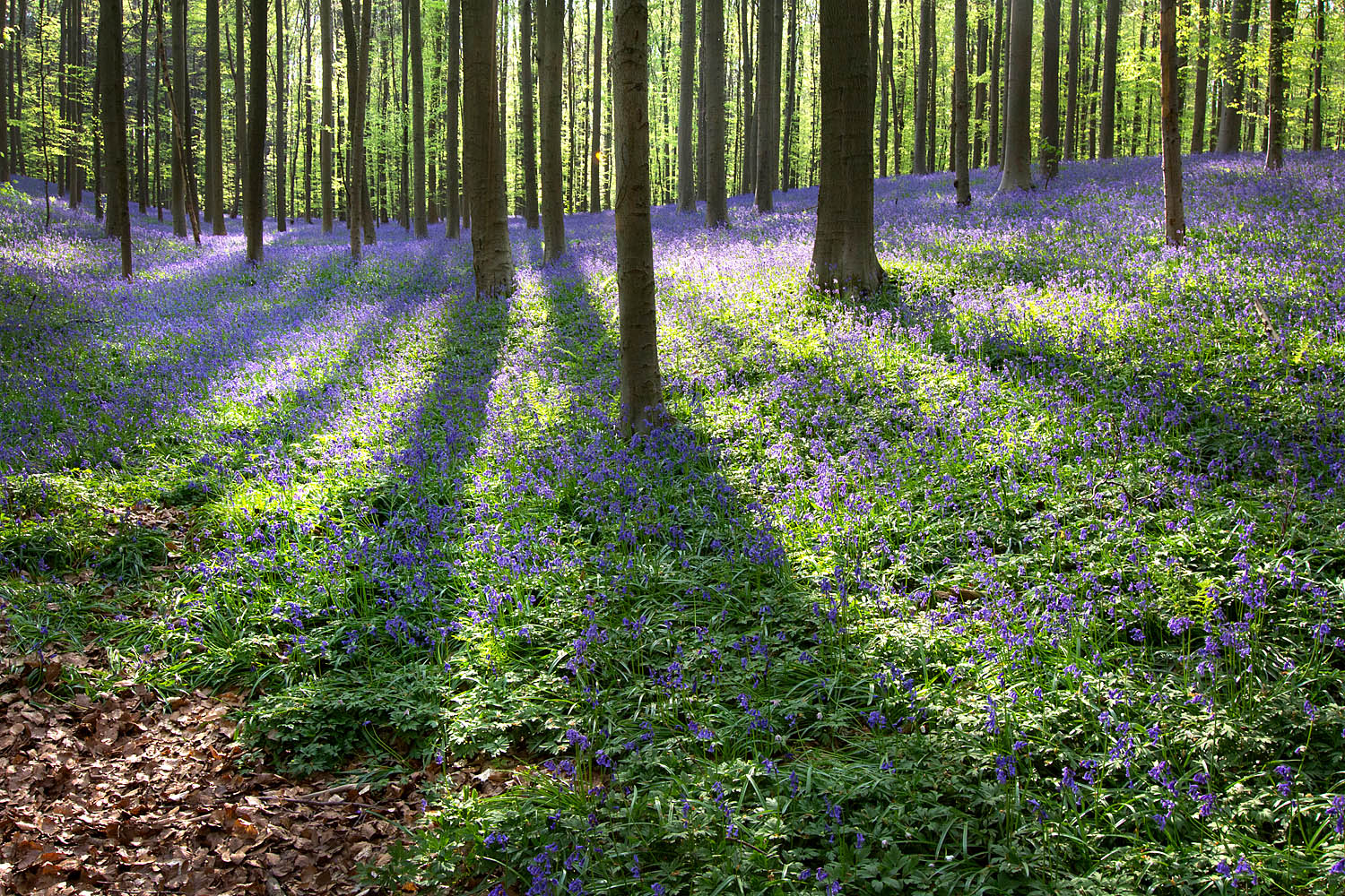 Sunlit Bluebell Forest Wall Art – Spring Wildflowers with Morning Light
