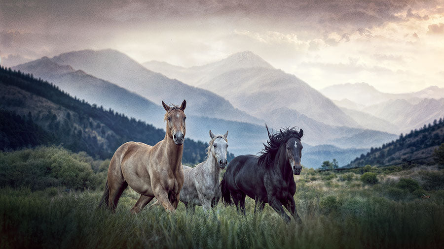 Wild Horse Wall Art That Brings Freedom, Strength, and Rustic Beauty Into Your Home