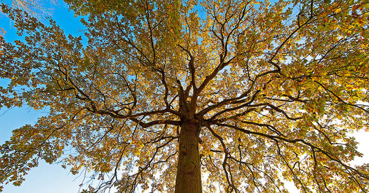 Golden Canopy Tree Wall Art – Majestic Autumn Tree Against Blue Sky