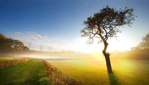 Tree Silhouette Wall Art – Misty Meadow Sunrise – Canvas Print / Fine Art Print