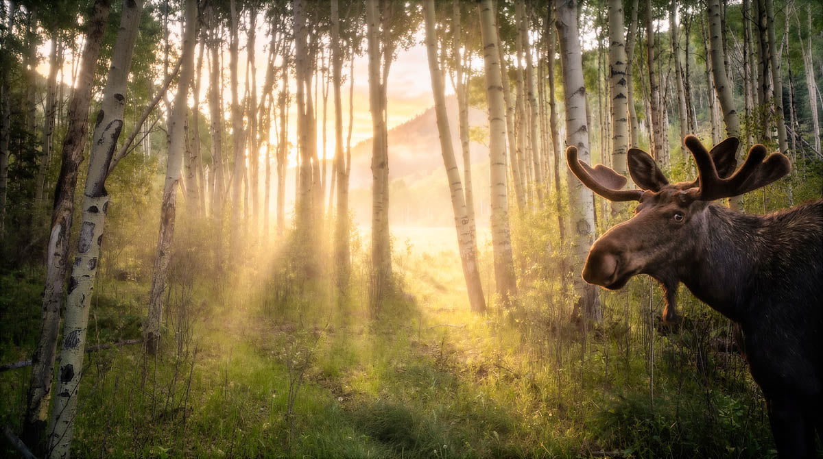 A moose stands in a sunlit forest of birch trees, with golden light streaming through the trees and mist in the background.