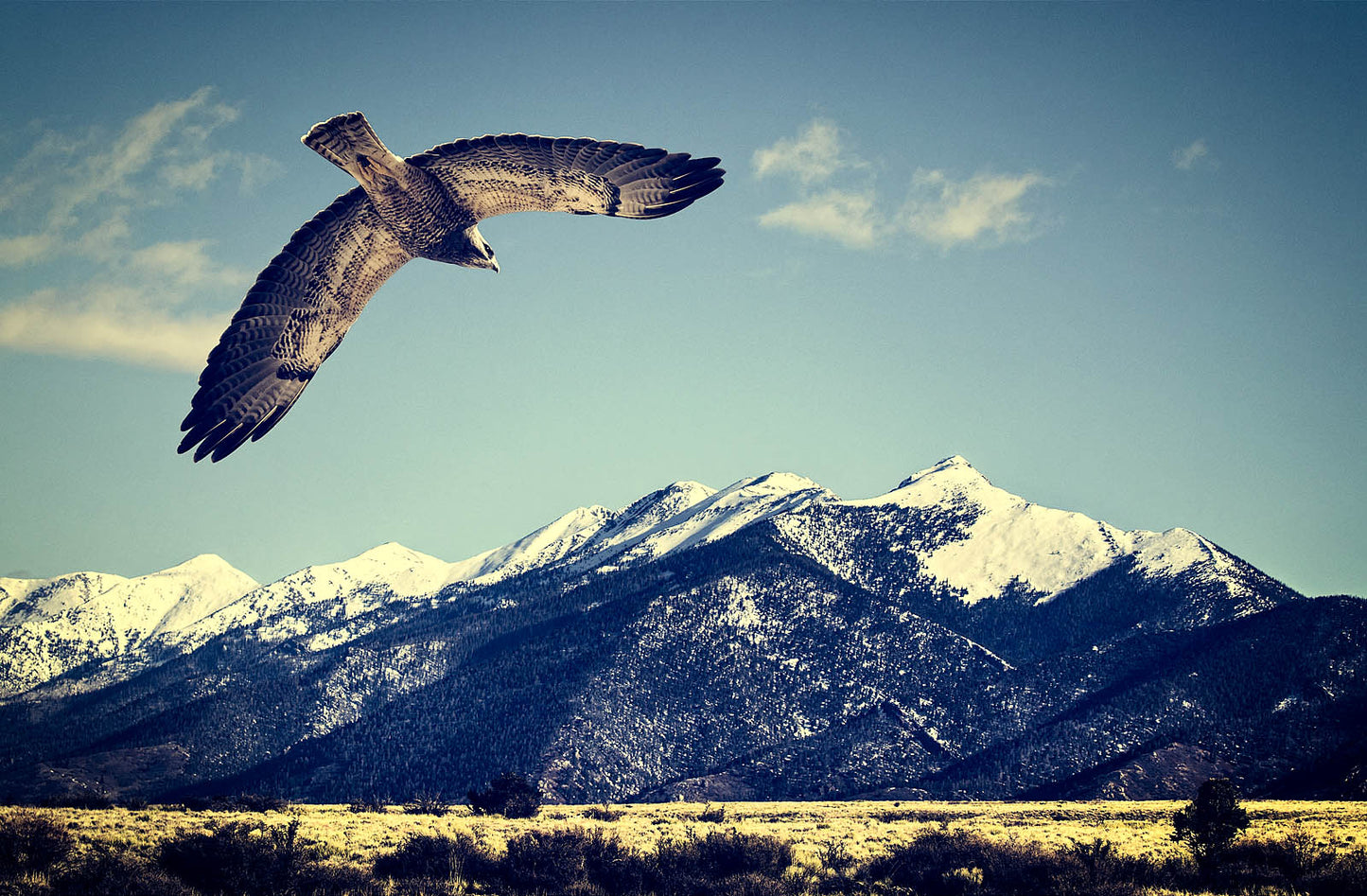 Vintage Hawk Canvas Print - Retro Wall Art