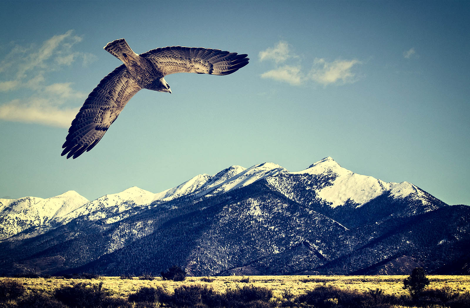 Vintage Hawk Canvas Print - Retro Wall Art