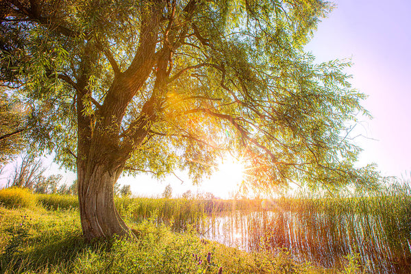 Sunlit Willow Tree Wall Art – Golden Light by the Water’s Edge