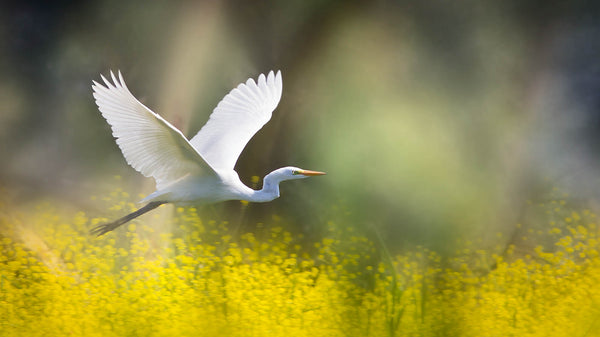 White Heron in Yellow Flowers - Wildlife Canvas