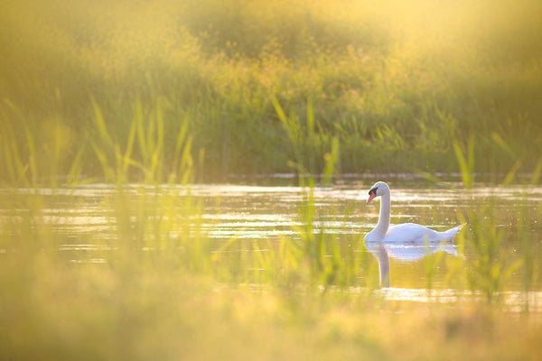 White Swan Sunset Canvas Print – Serene Nature Wall Art, Golden Light Lake Scene