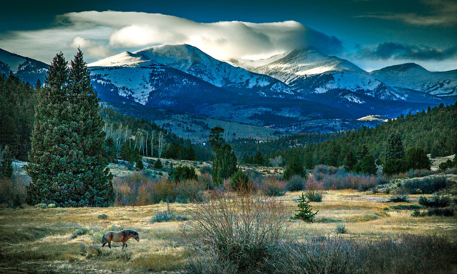 Horse in a field with snow-capped mountains in the background