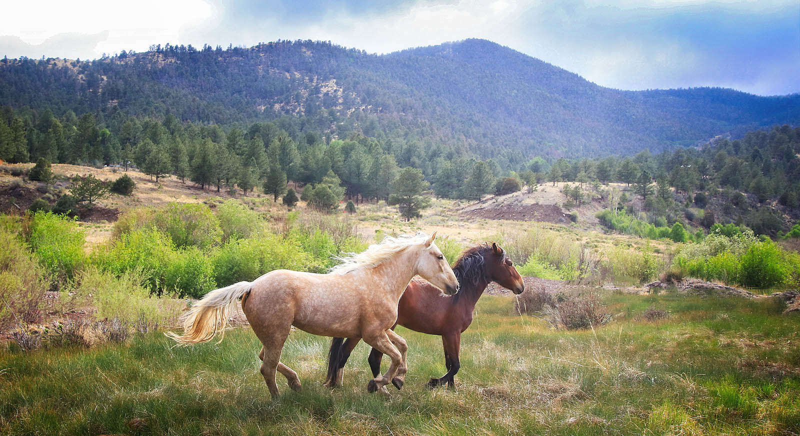 Wild Mustangs in Mountain Meadow Wall Art – Free Roaming Horses Nature Print