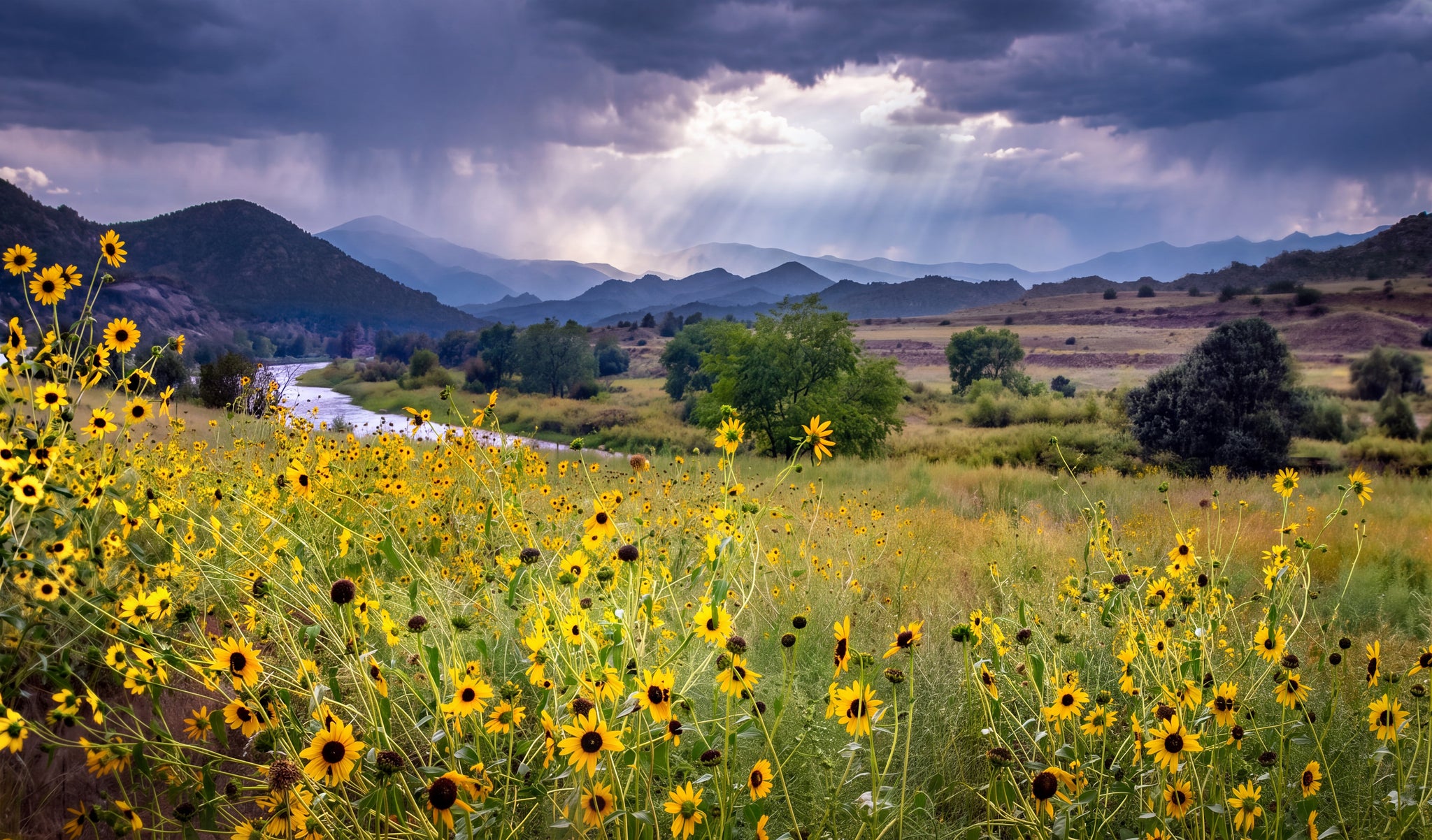 A scenic landscape photograph of a wildflower meadow with yellow and brown flowers in the foreground, a winding river, green trees, and mountains under a dramatic stormy sky with sunbeams breaking through clouds.