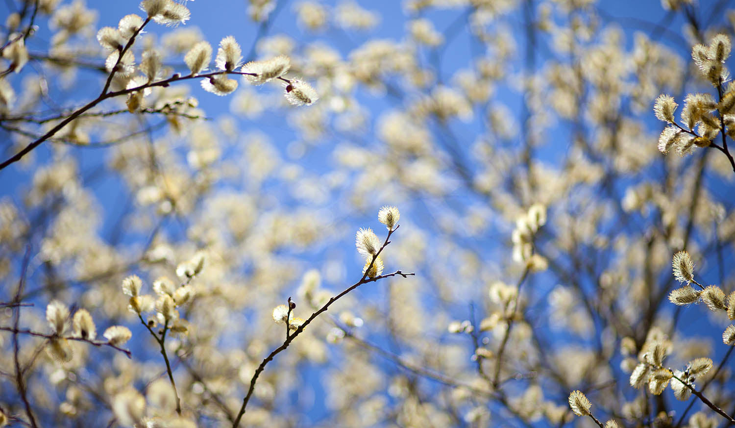 Golden Willow Catkins Wall Art – Soft Spring Branches Against a Blue Sky