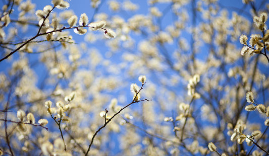 Golden Willow Catkins Wall Art – Soft Spring Branches Against a Blue Sky