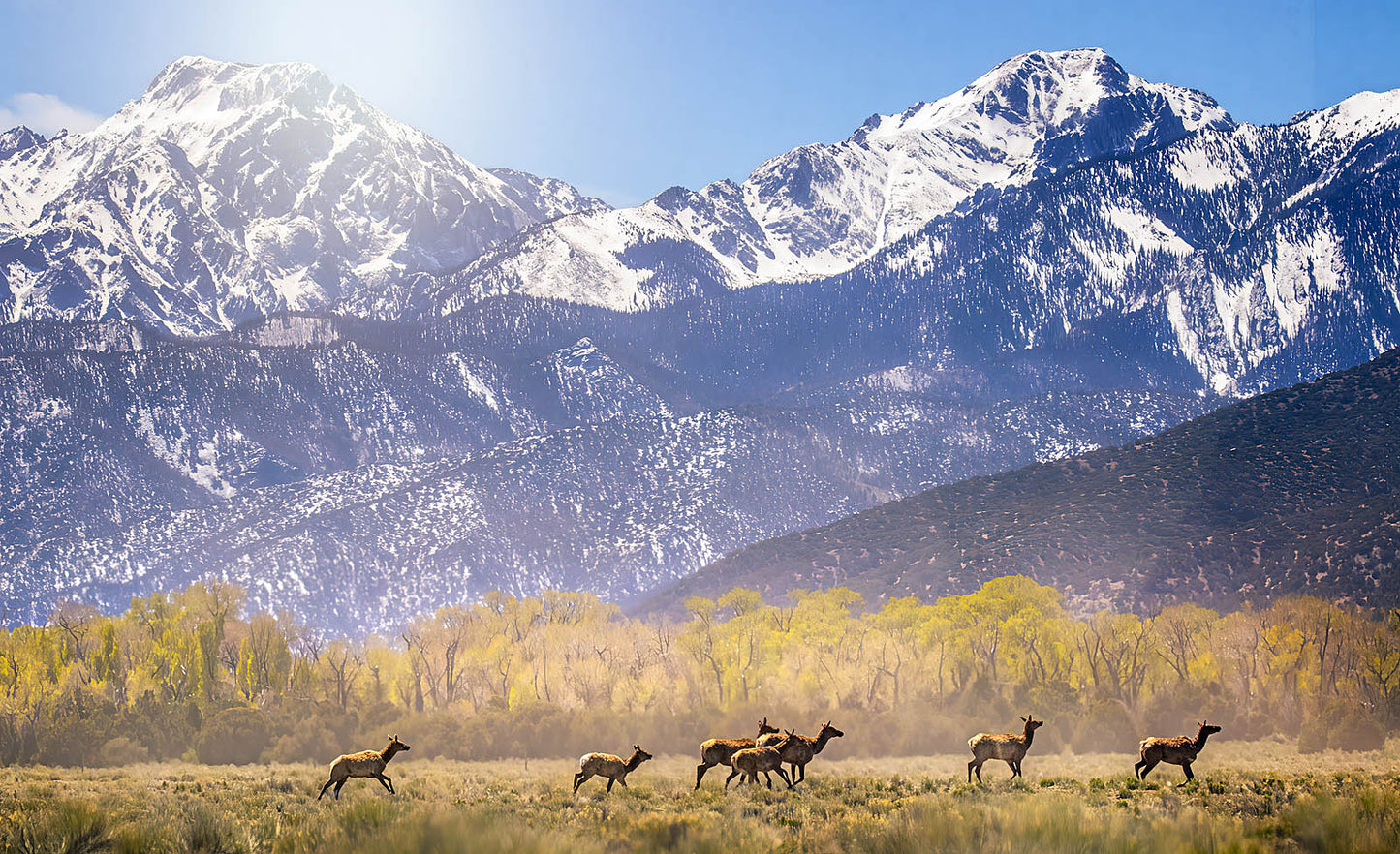 Winter Elk Canvas Print – Snowcapped Mountain Decor