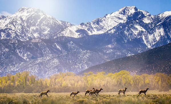 Winter Elk Canvas Print – Snowcapped Mountain Decor