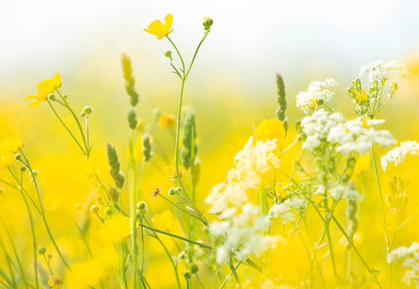 Golden Meadow Wildflowers Wall Art – Sunlit Spring Field Floral Fine Art Print